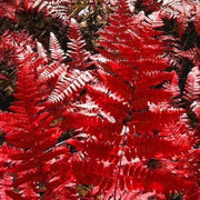 Red Fern Pteridophyta Seeds - Flower Plant