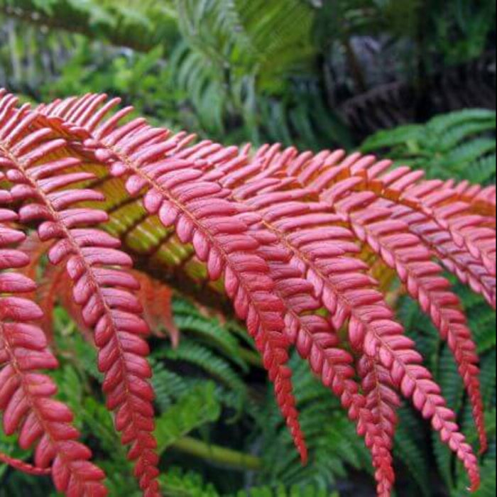 Red Fern Seeds - Flower Plant