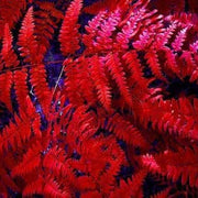 Red Fern Seeds - Flower Plant