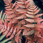 Red Fern Seeds - Flower Plant