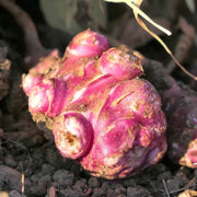 Red Fuseau Seeds - Vegetable Plant