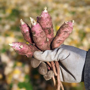 Red Fuseau Seeds - Vegetable Plant
