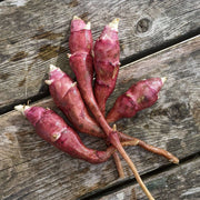 Red Fuseau Seeds - Vegetable Plant
