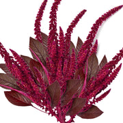 Red Garnet Amaranthus Seeds, Herbal