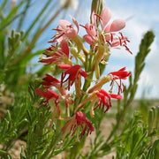 Wildflower Mix Red Gaura Seeds
