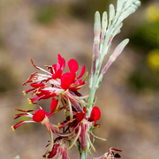 Wildflower Mix Red Gaura Seeds