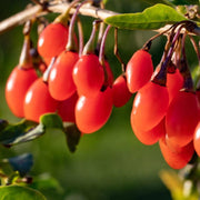 Goji Berry Seeds – Lycium barbarum