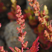 Red Goosefoot Seeds - Vegetable Plant