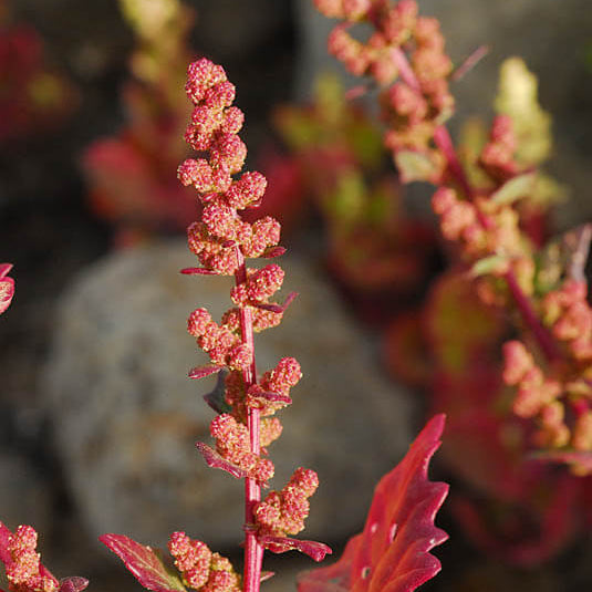 Red Goosefoot Seeds