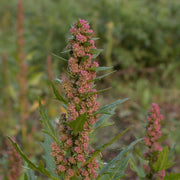 Red Goosefoot Seeds - Vegetable Plant
