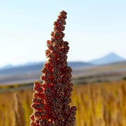 Red Goosefoot Seeds