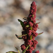 Red Goosefoot Seeds - Vegetable Plant