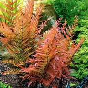 Red & Green Fern seeds - Flower Plant