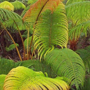 Red & Green Fern seeds - Flower Plant