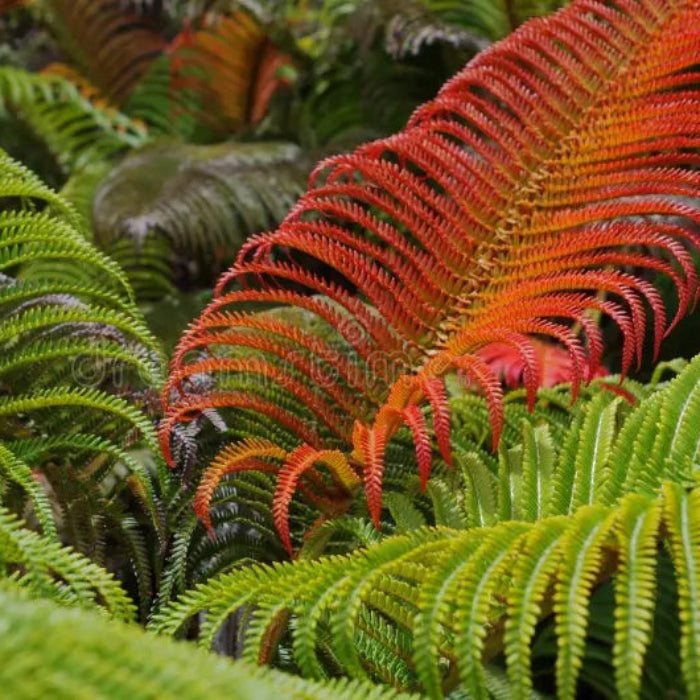 Red & Green Fern seeds - Flower Plant