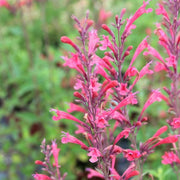 Red Heather Mint Seeds, Herbal