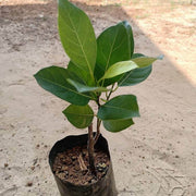 Red Jackfruit Seeds - Fruit Plant For Home Gardens