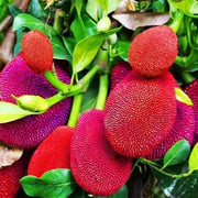 Red Jackfruit Seeds - Fruit Plant For Home Gardens