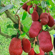Red Jackfruit Seeds - Fruit Plant For Home Gardens
