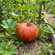 Kabocha Squash Seeds – Cucurbita maxima