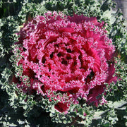 Red Kale Seeds