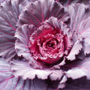 Red Kale Seeds