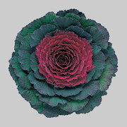 Red Kale Seeds