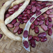 Red Kidney Pole Bean Seeds