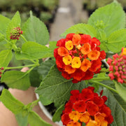 Red Lantana Seeds - Flower Plant