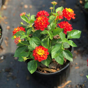 Red Lantana Seeds - Flower Plant