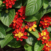 Red Lantana Seeds