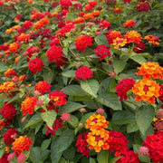 Red Lantana Seeds - Flower Plant