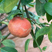 Red Lemon Yellow Lemon Seeds