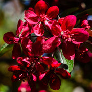 Red Lilac Seeds