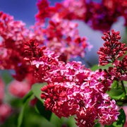 Red Lilac Seeds