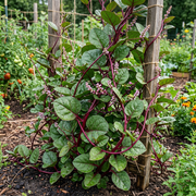 Malabar Spinach Seeds – Basella alba