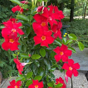 Red Mandevilla Seeds - Flower Plant