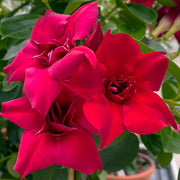 Red Mandevilla Seeds - Flower Plant