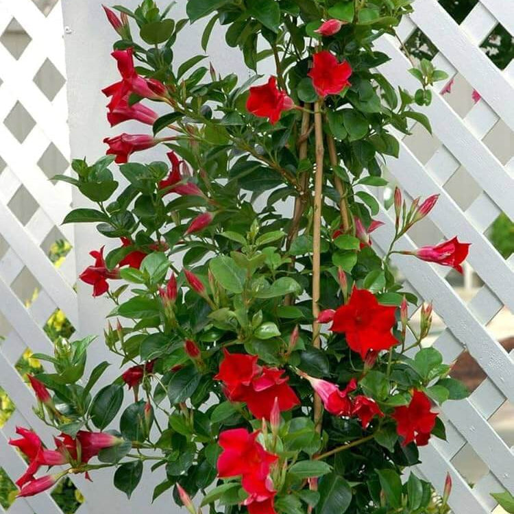 Red Mandevilla Seeds - Flower Plant