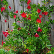 Red Mandevilla Seeds - Flower Plant