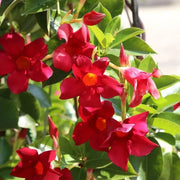 Red Mandevilla Seeds - Flower Plant