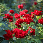 Red Multi-Color Rosa spp. Seeds