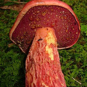Red Mushroom Spawn Seeds