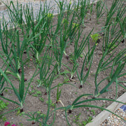 Red Onion Seeds - All In One For Home Gardens