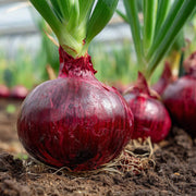 Red Onion Seeds - All In One For Home Gardens