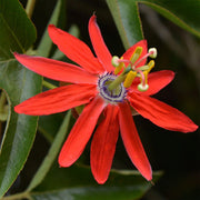 Red Passion Seeds