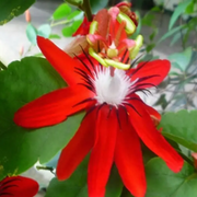 Red Passion Seeds