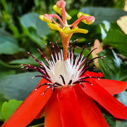 Red Passion Seeds