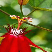 Red Passion Seeds