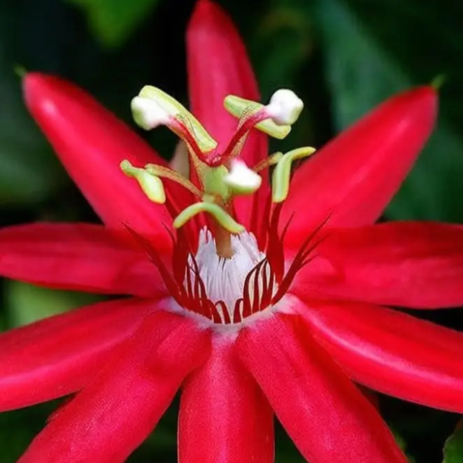 Red Passion Seeds